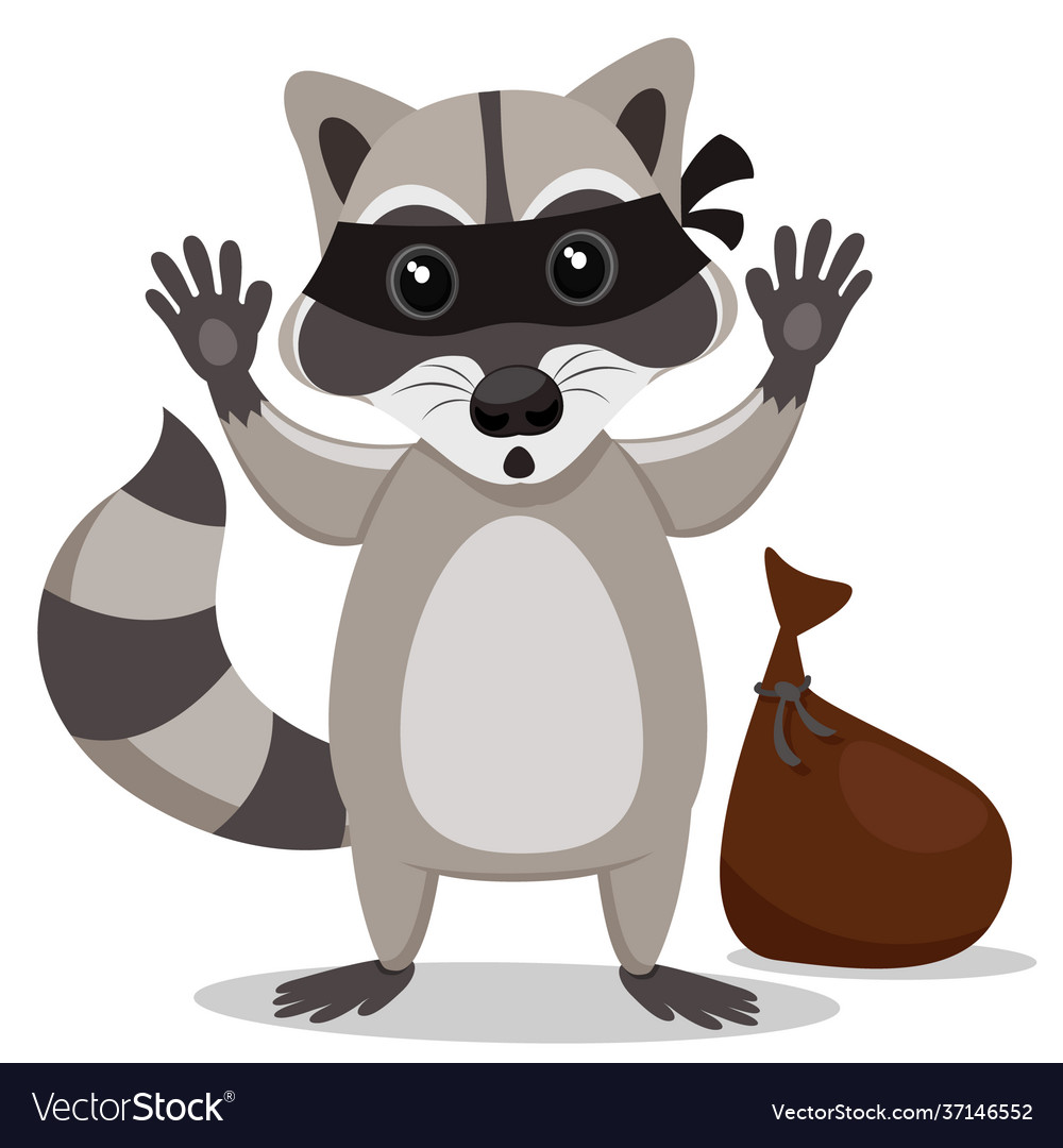 Ein Waschbär in der Maske hob seine Pfoten auf