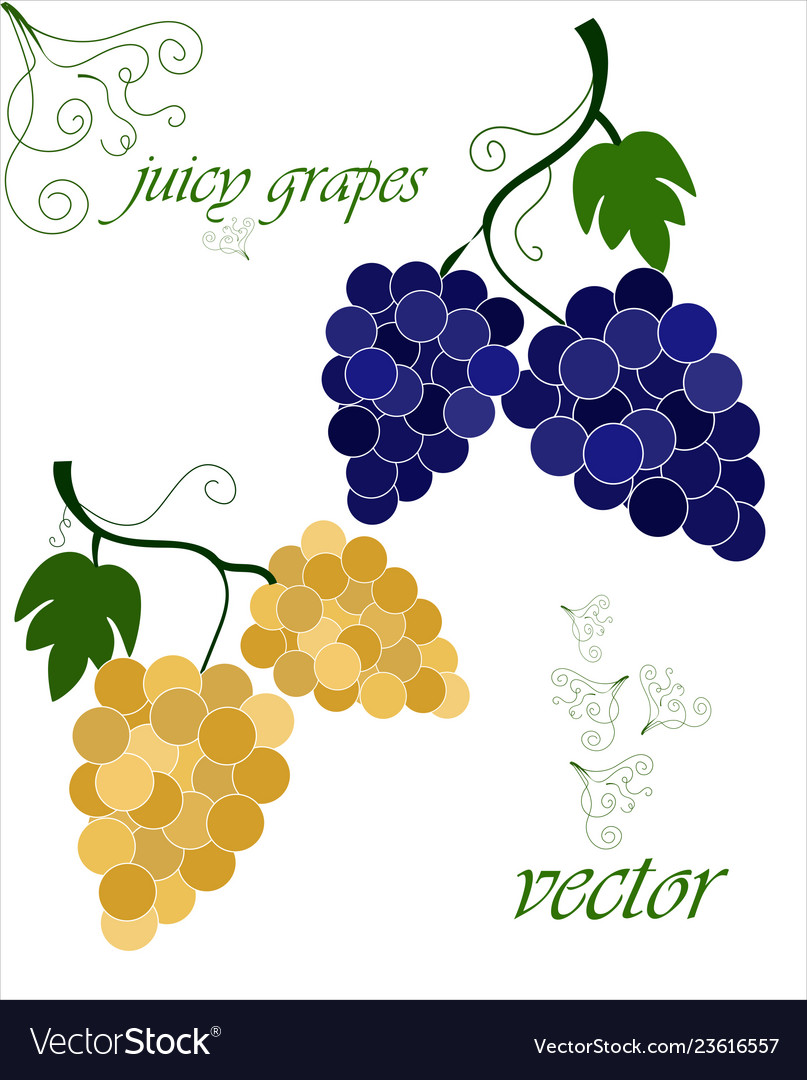 Grapes in two clusters yellow and dark blue