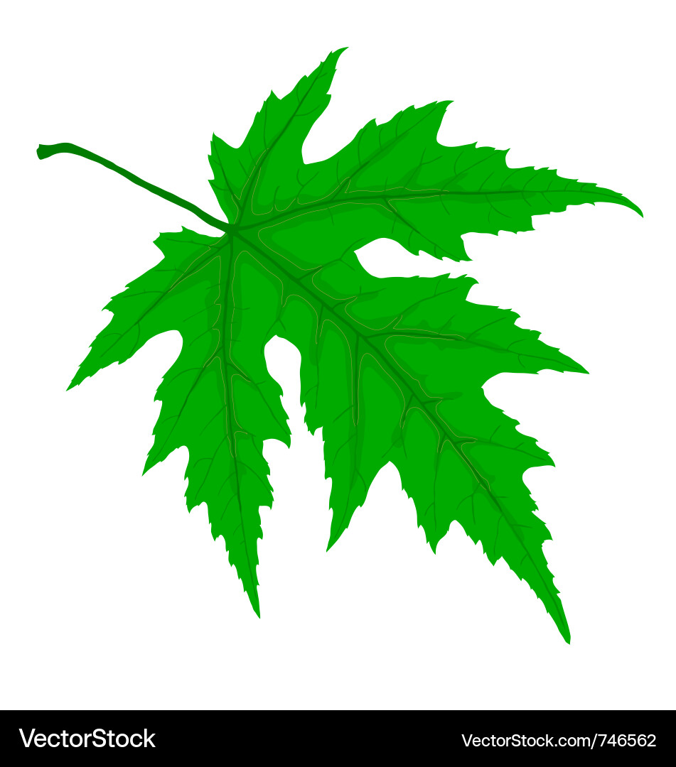 Green leaf Royalty Free Vector Image - VectorStock