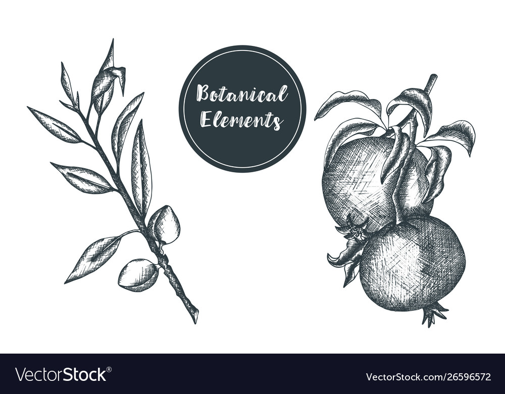 Fruit pomegranate concept in engraving style