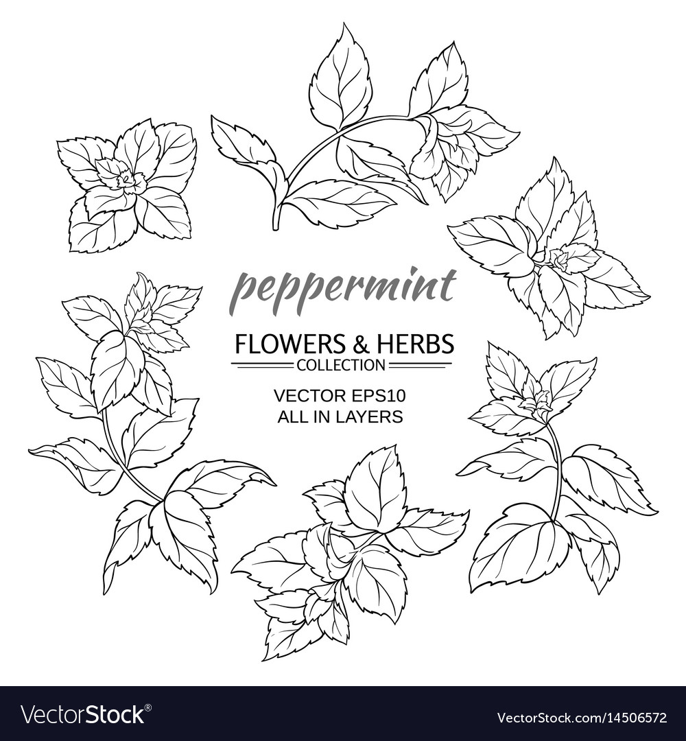 Peppermint set Royalty Free Vector Image - VectorStock