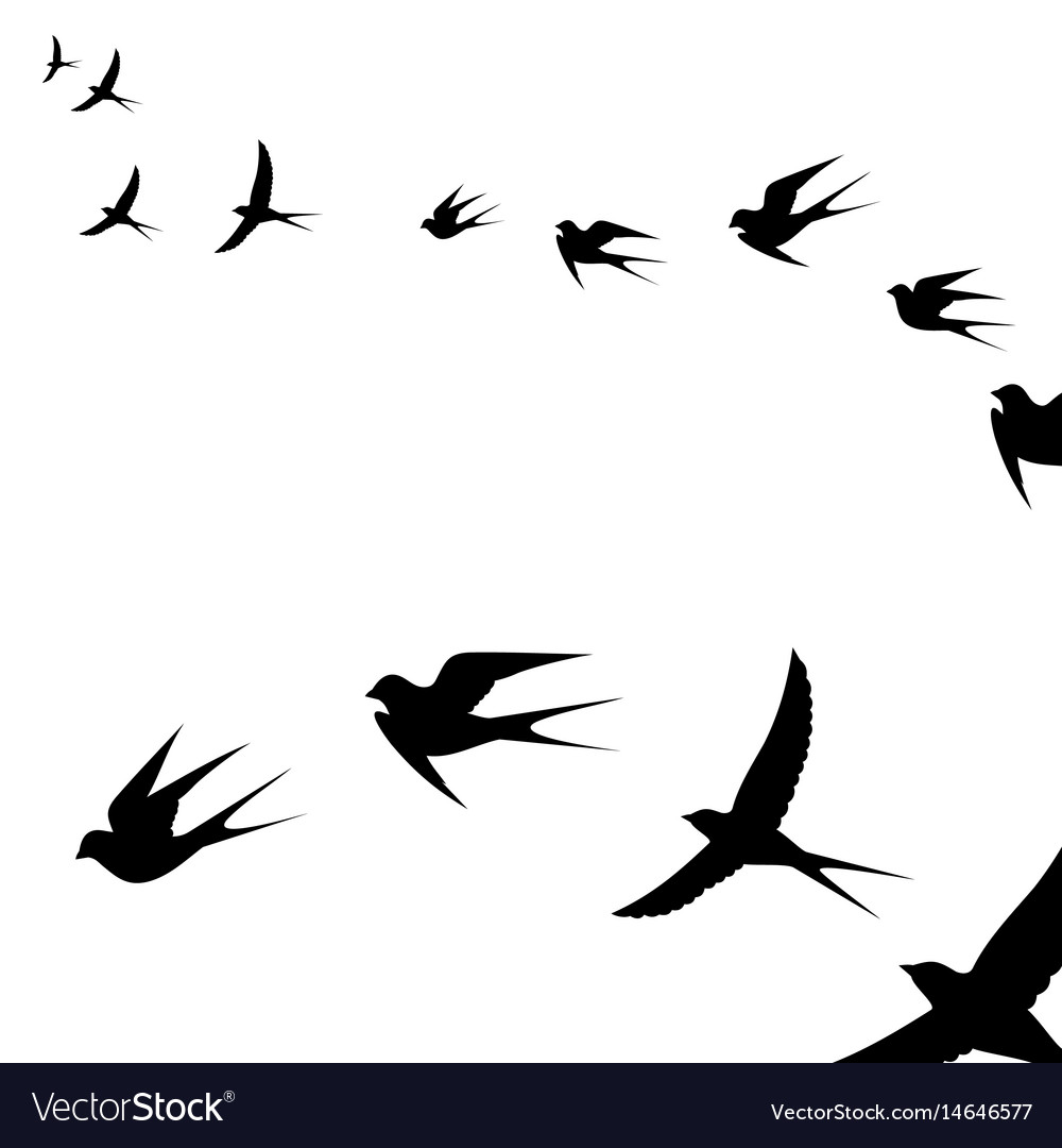 Flying Birds Flock