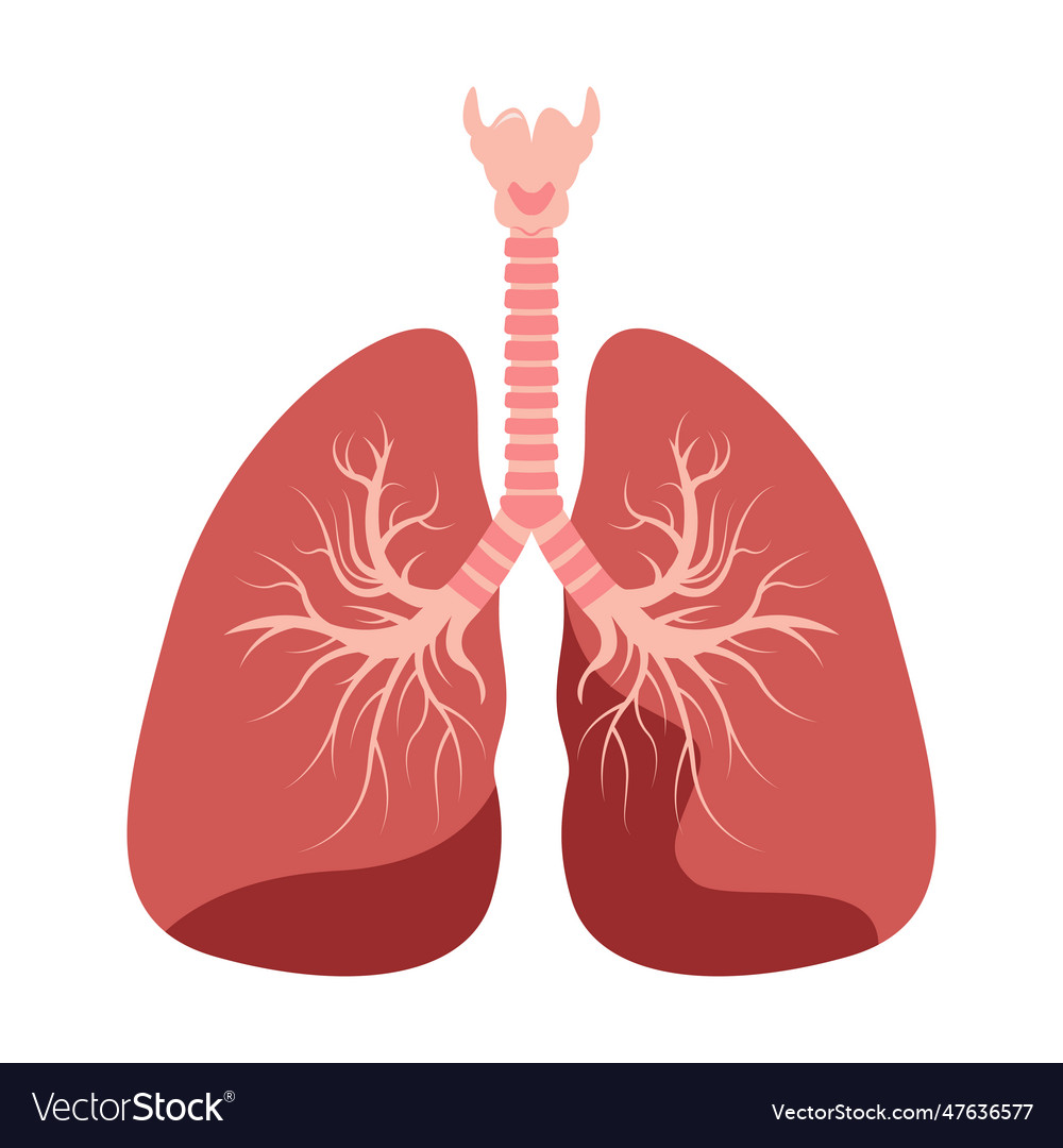 Lungs icon flat style internal organs Royalty Free Vector