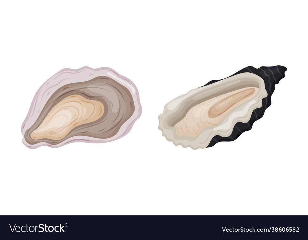 Oyster as saltwater bivalve molluscs and marine Vector Image