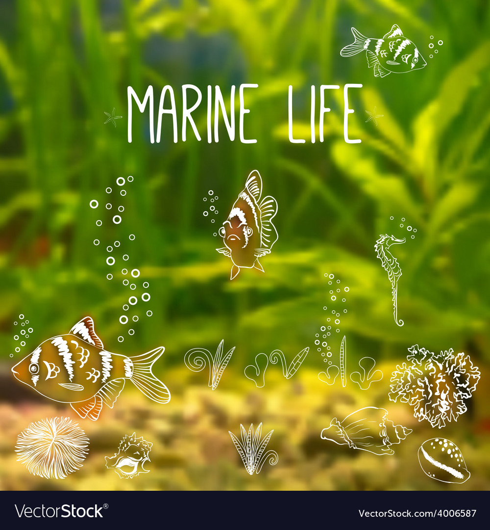 Underwater Scene with Fish and Coral