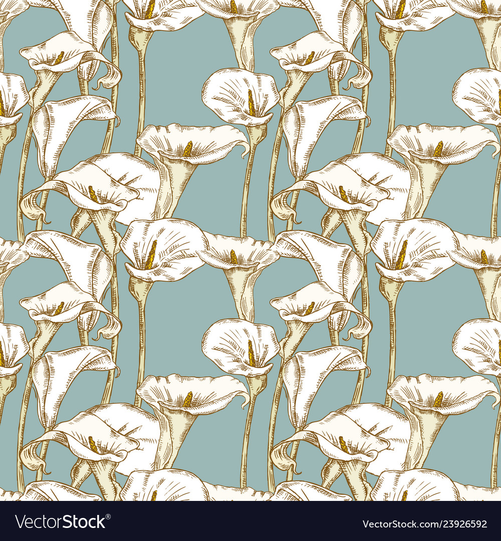 Calla Lily Sketch Pattern
