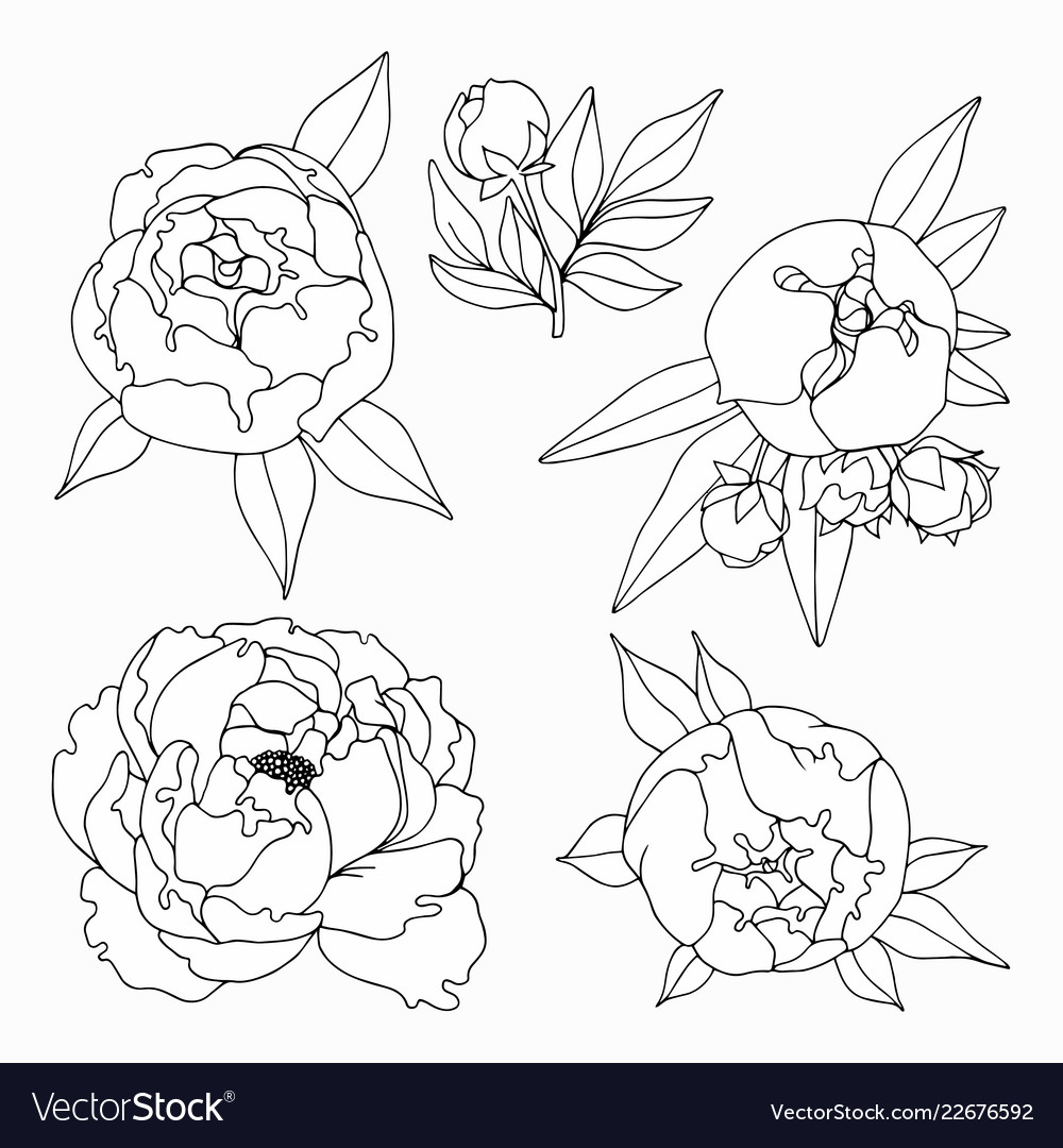 Elegante Peony Blumenset