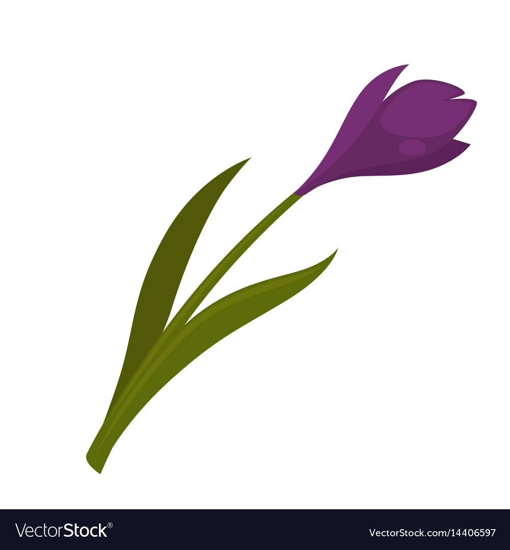 Pretty Blooming Purple Flower Royalty Free Vector Image Pretty Blooming Purple Flower Royalty Free Vector Image
