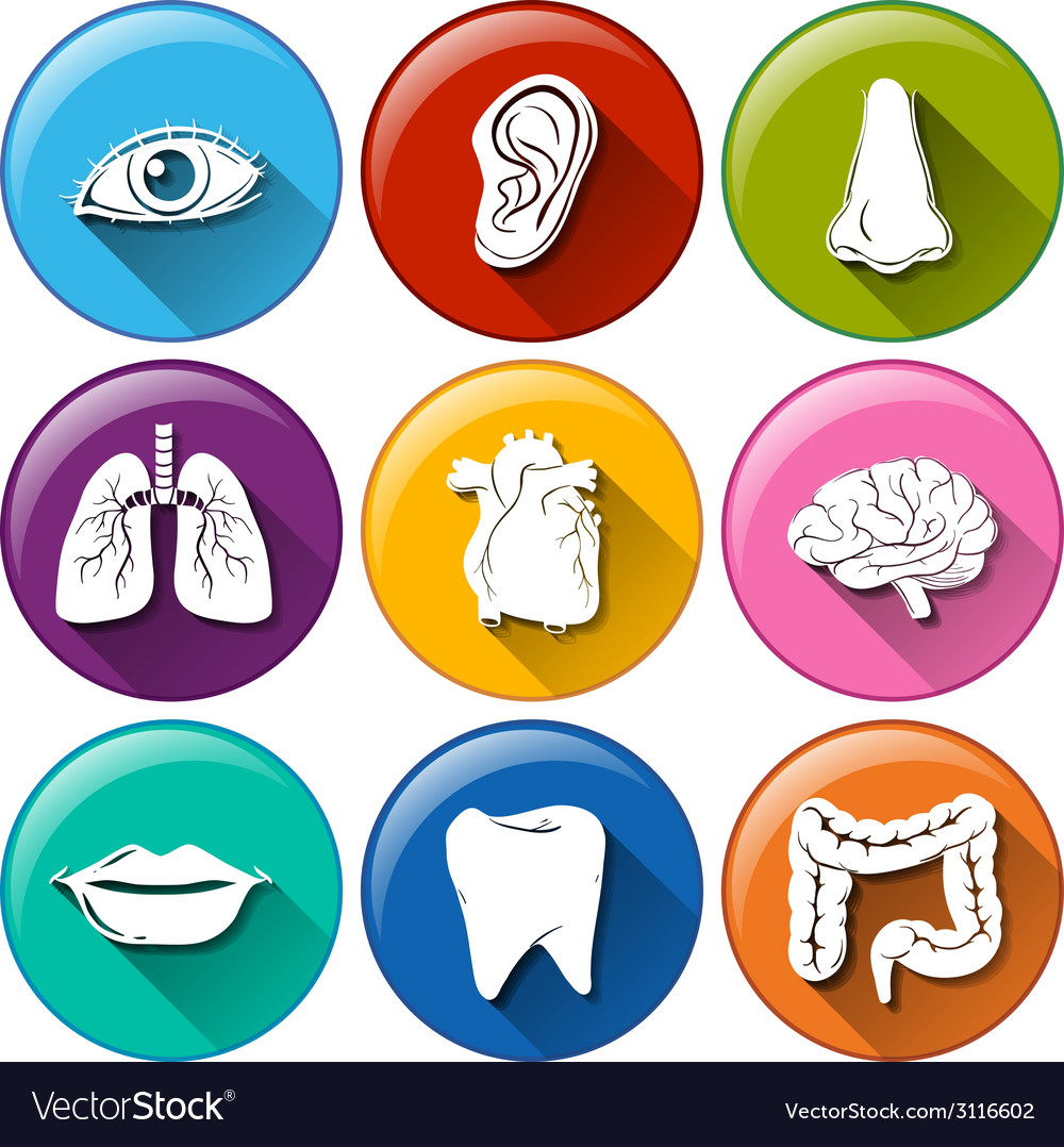 Body Part Buttons