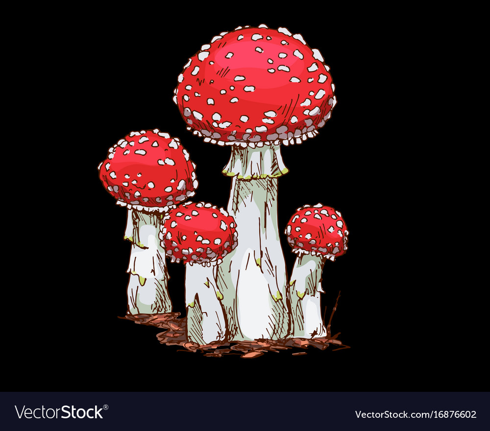 Family of fly agaric mushrooms isolated