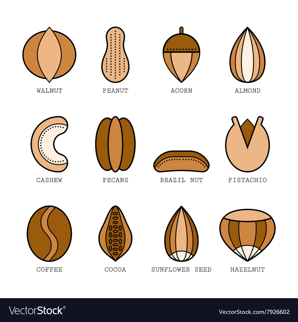 Set of flat colored icons with different nuts