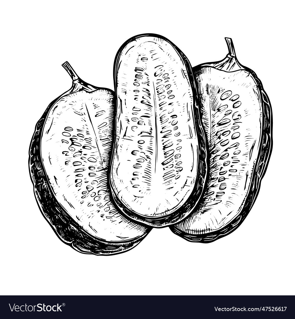 Cucumber drawing isolated hand drawn object Vector Image Cucumber drawing isolated hand drawn object
