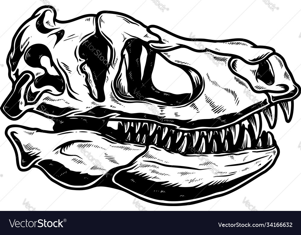 Skull tyrannosaurus dinosaur in vintage Royalty Free Vector Skull tyrannosaurus dinosaur in vintage Royalty Free Vector