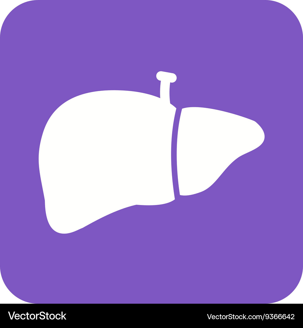 Liver Royalty Free Vector Image - VectorStock