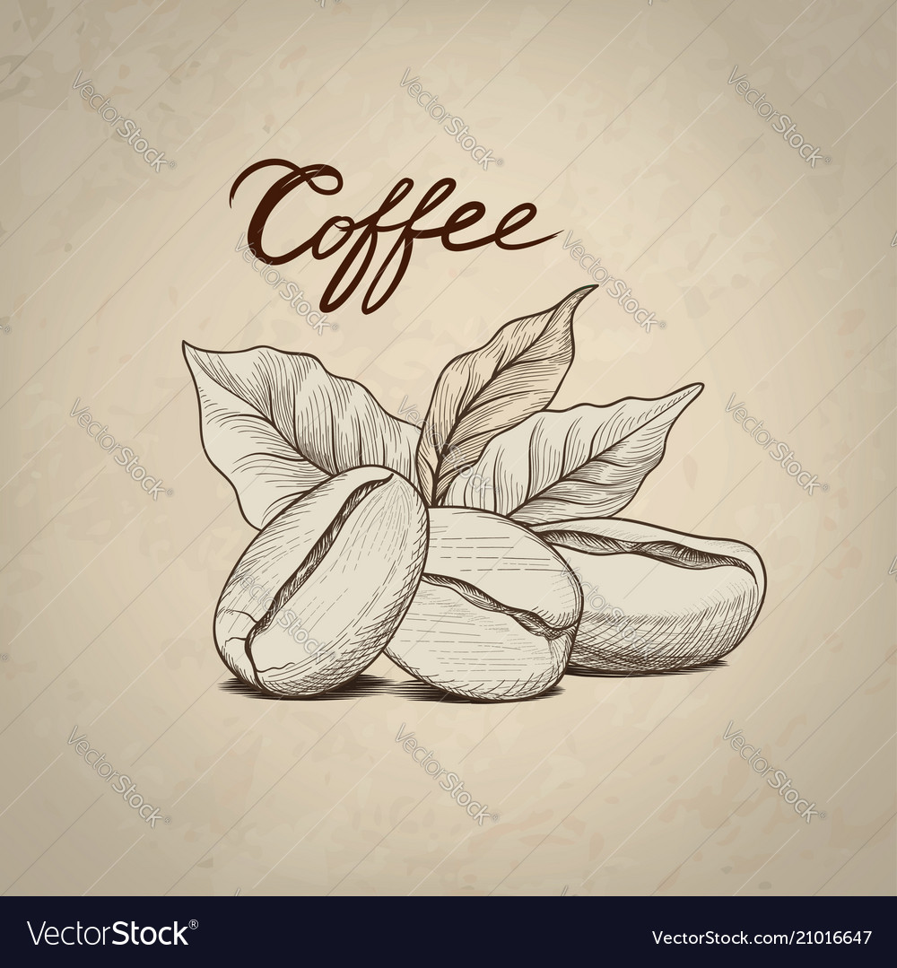 Coffee beans with leaves and handwritten Vector Image