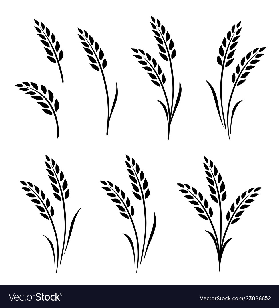 Black Abstract Wheat Ears Hand Drawn Set Vector Image