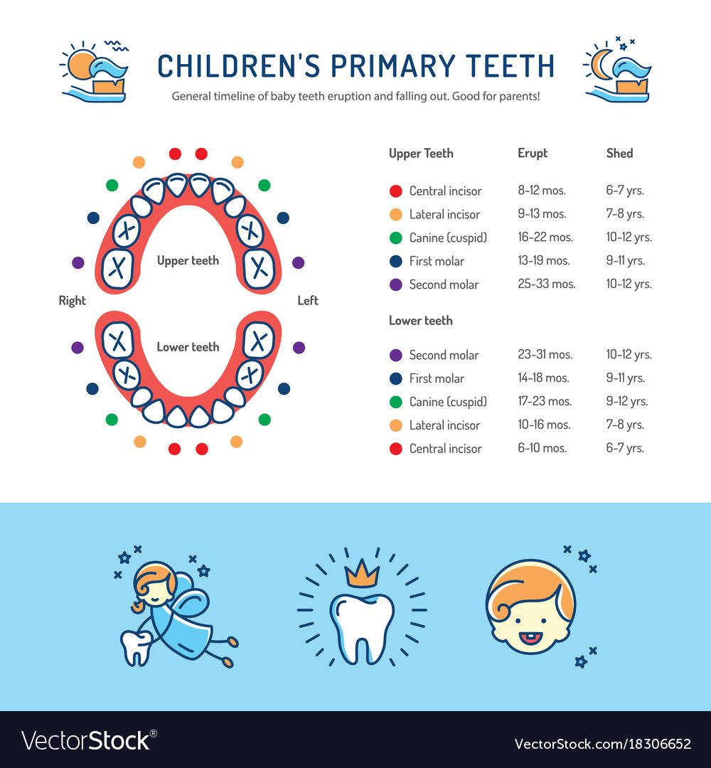 Child Teeth Growing Chart