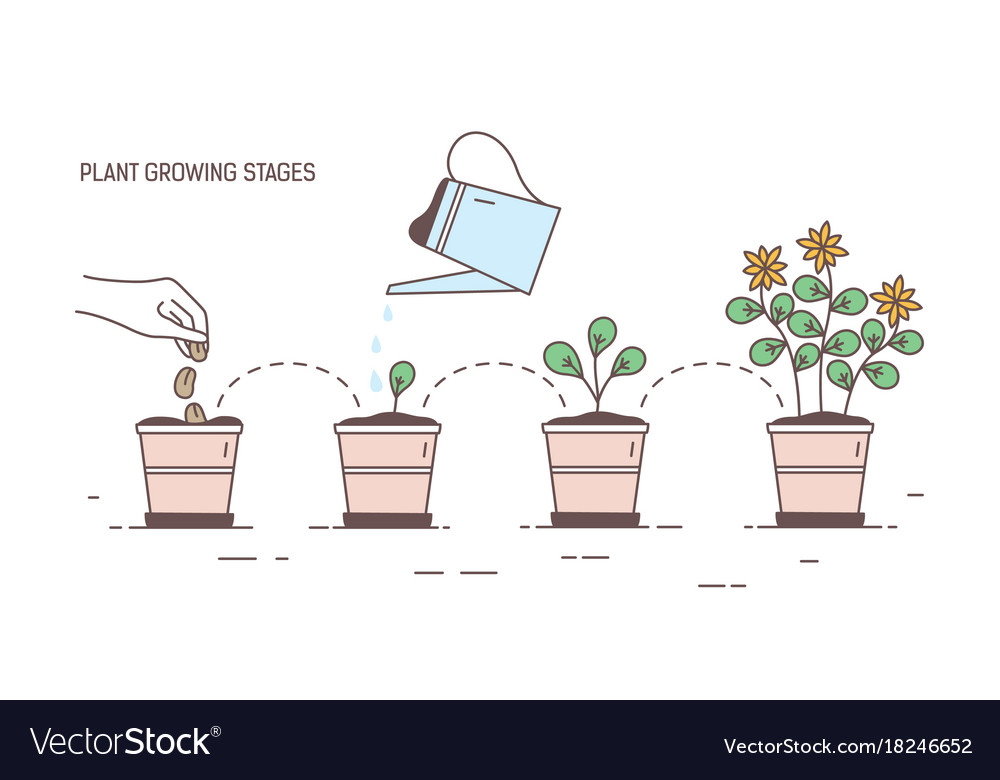 Growing stages potted plant - seeding sprout Vector Image