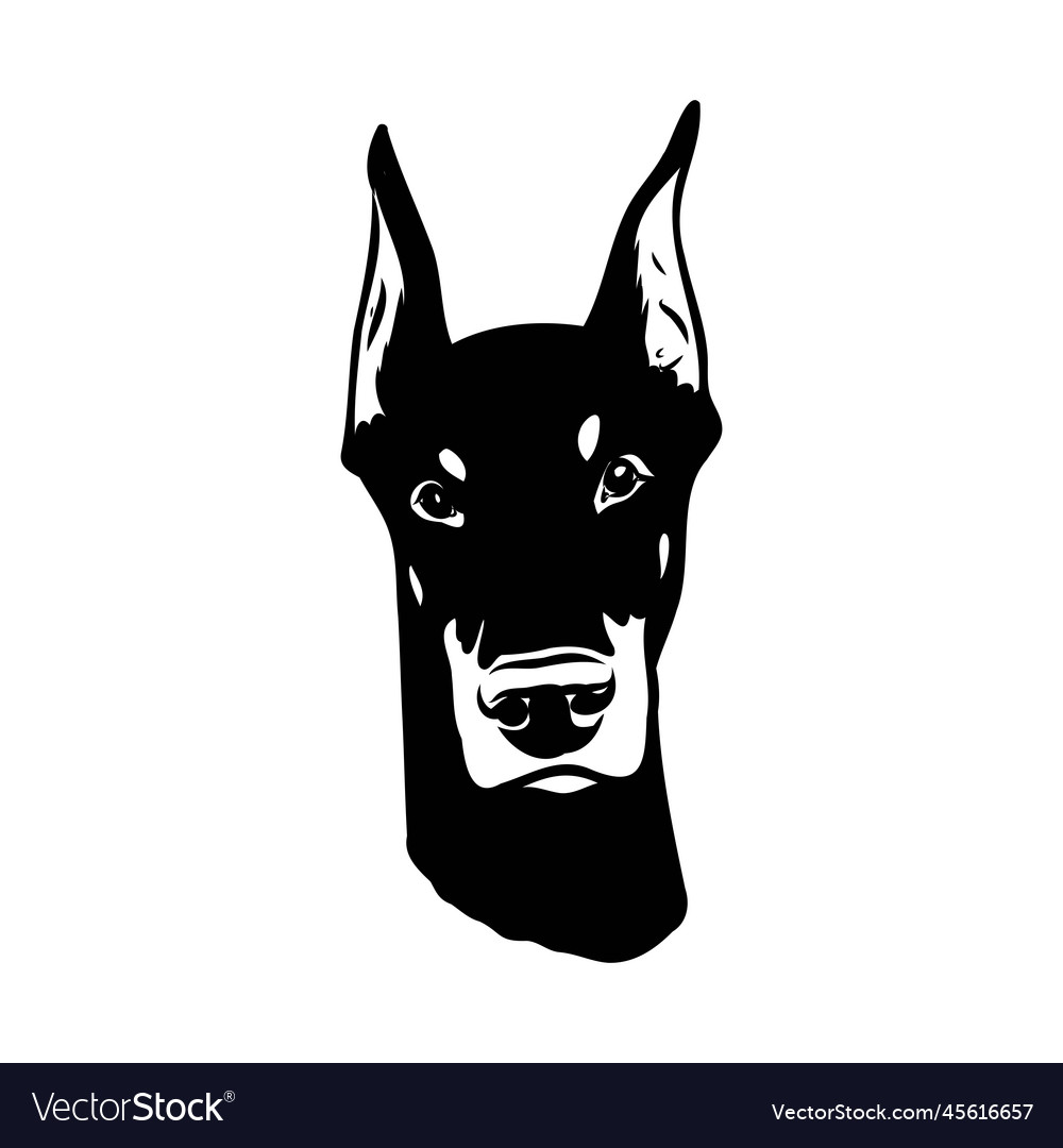 Doberman dog black and white portrait the head Vector Image