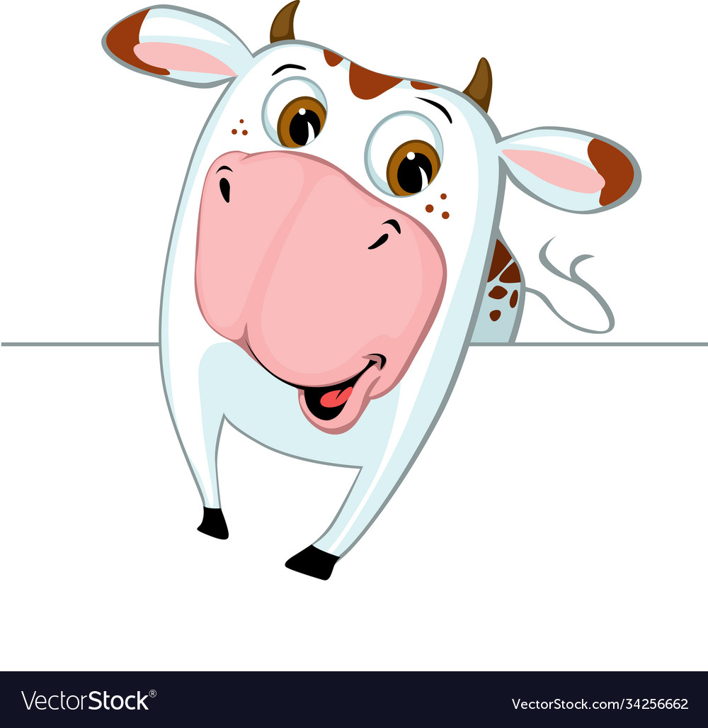 Cute cow peeking out from behind a white surface Vector Image