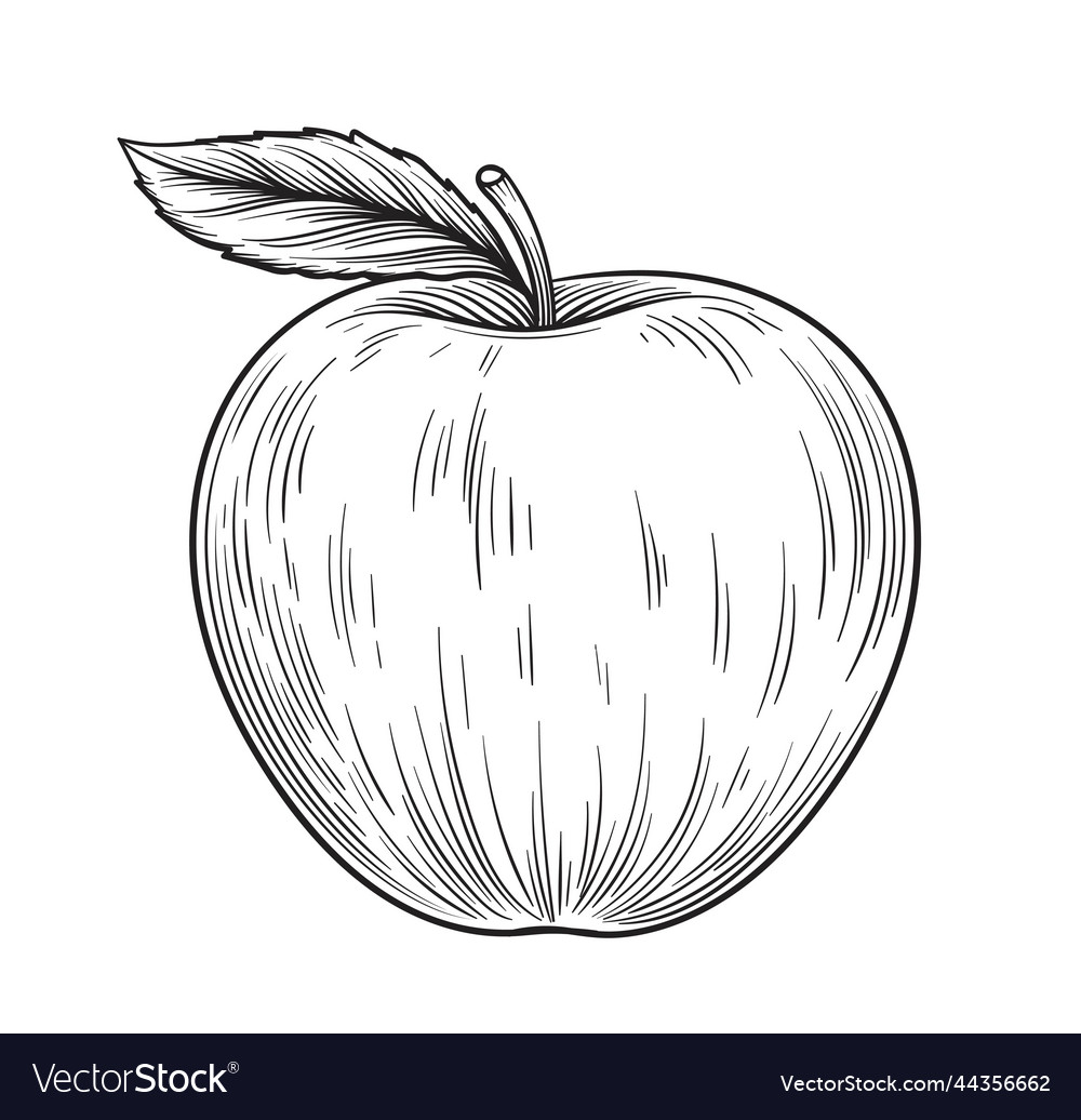 Hand drawn apple Royalty Free Vector Image - VectorStock