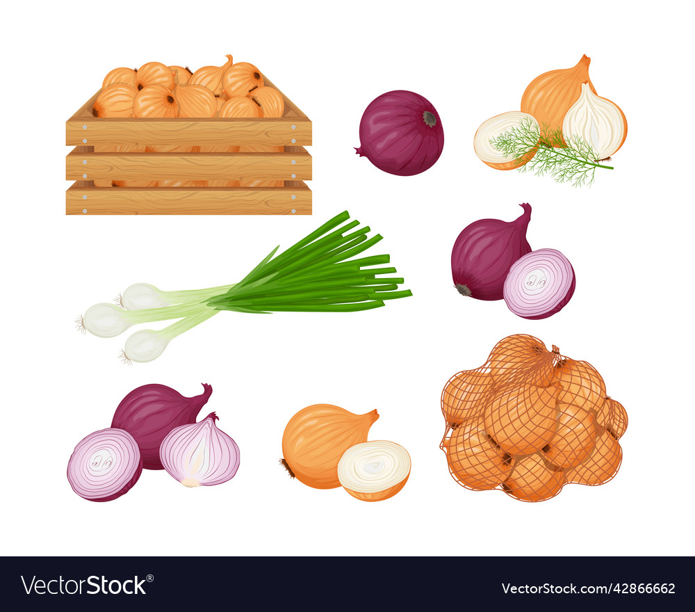 Onion a set with the image of different types