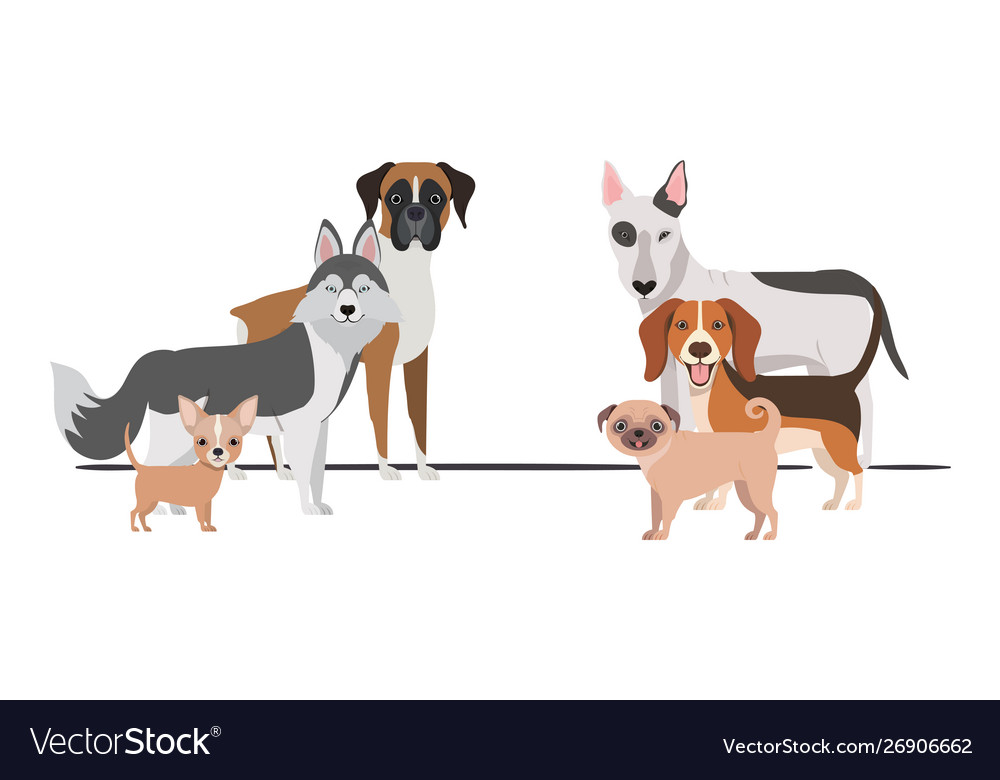 Set adorable dogs on white background