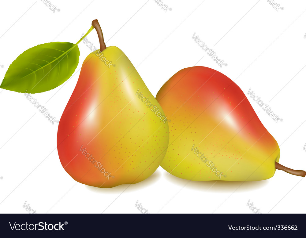 Two pears Royalty Free Vector Image VectorStock