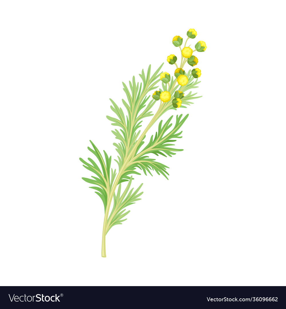 Wormwood or southernwood plant with feathery