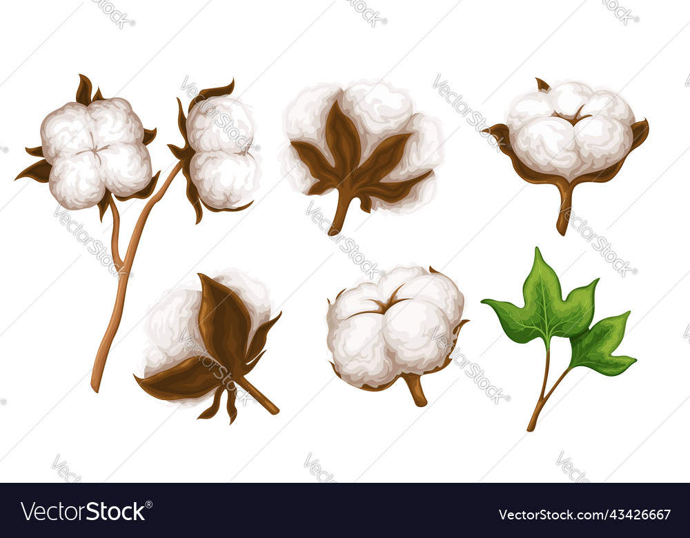 Cotton branch delicate white flowers Royalty Free Vector