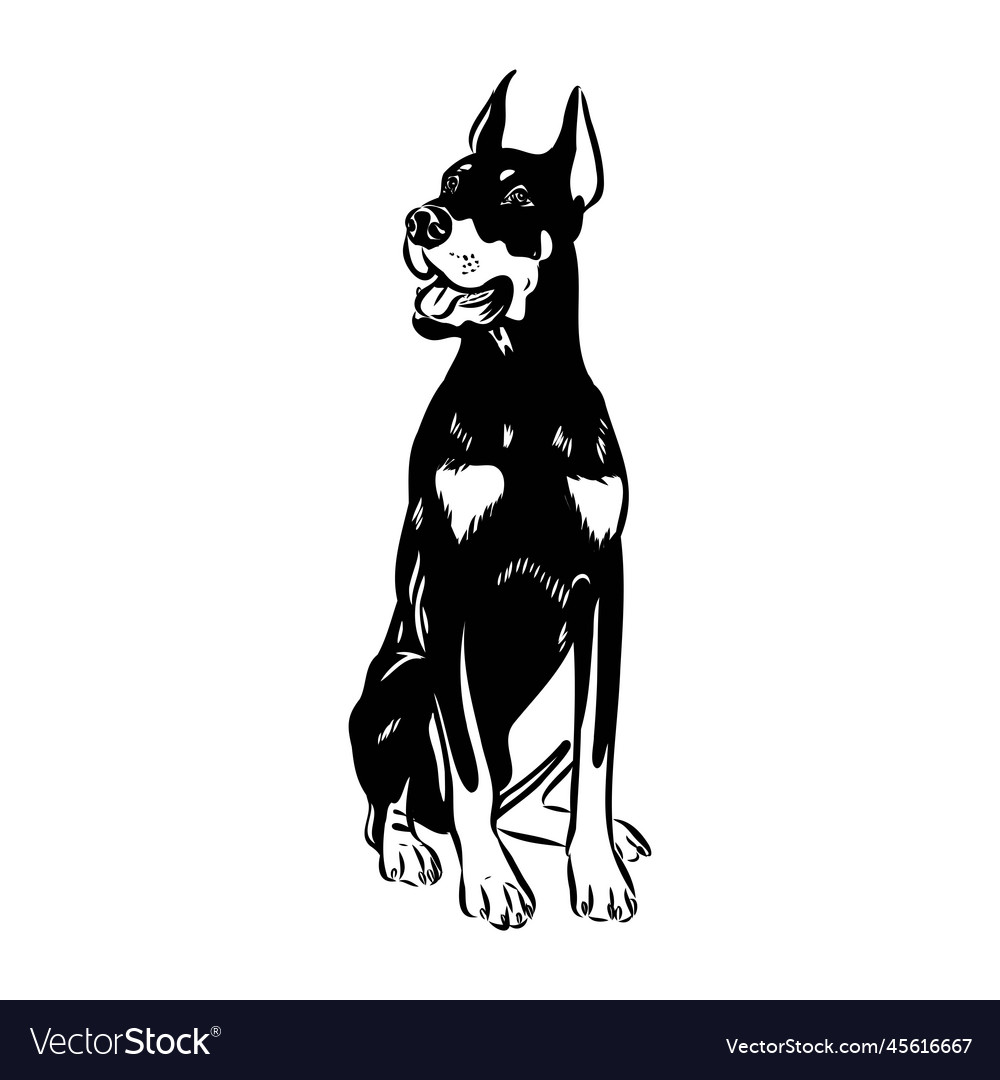 Doberman dog black and white portrait the head Vector Image