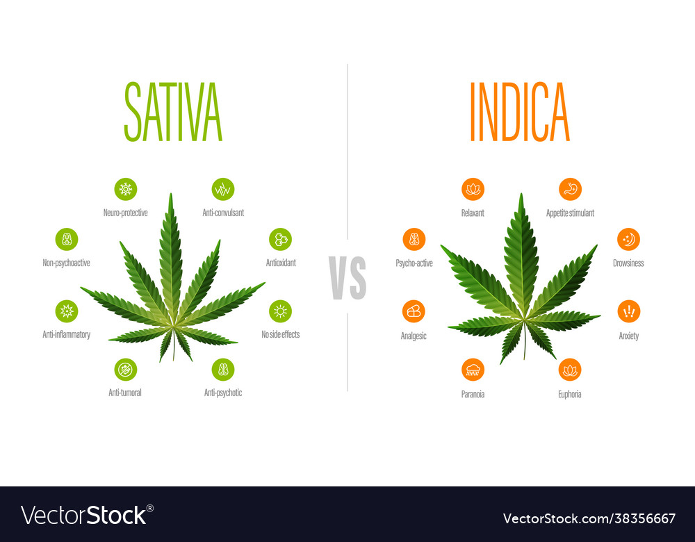 Sativa vs indica white information poster Vector Image