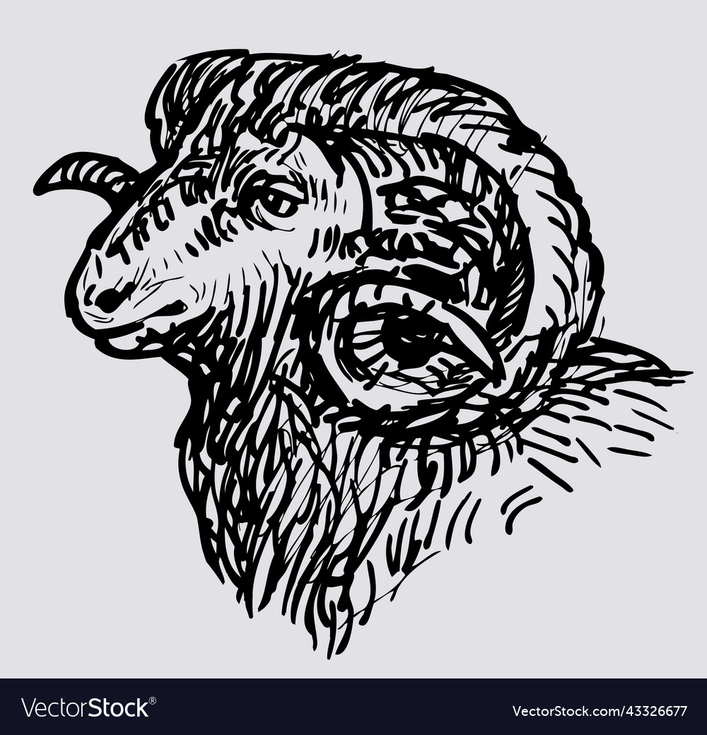 Outline hand drawing of head wild ram