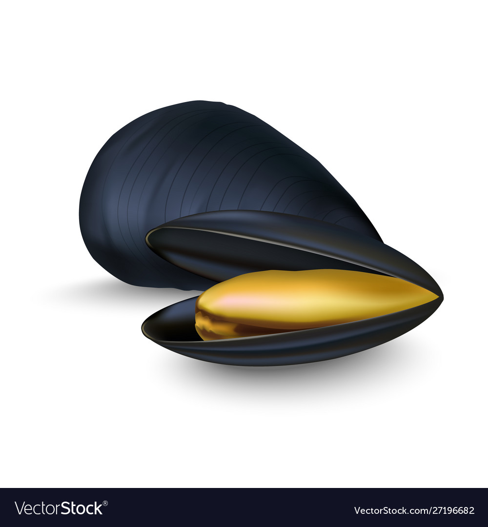 Realistic 3d detailed black mussels set opened