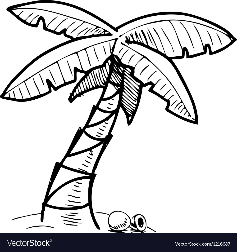 Tropical palm tree sketch Royalty Free Vector Image