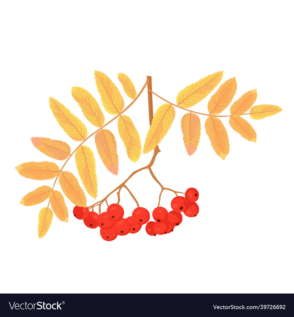 Rowan berries stock