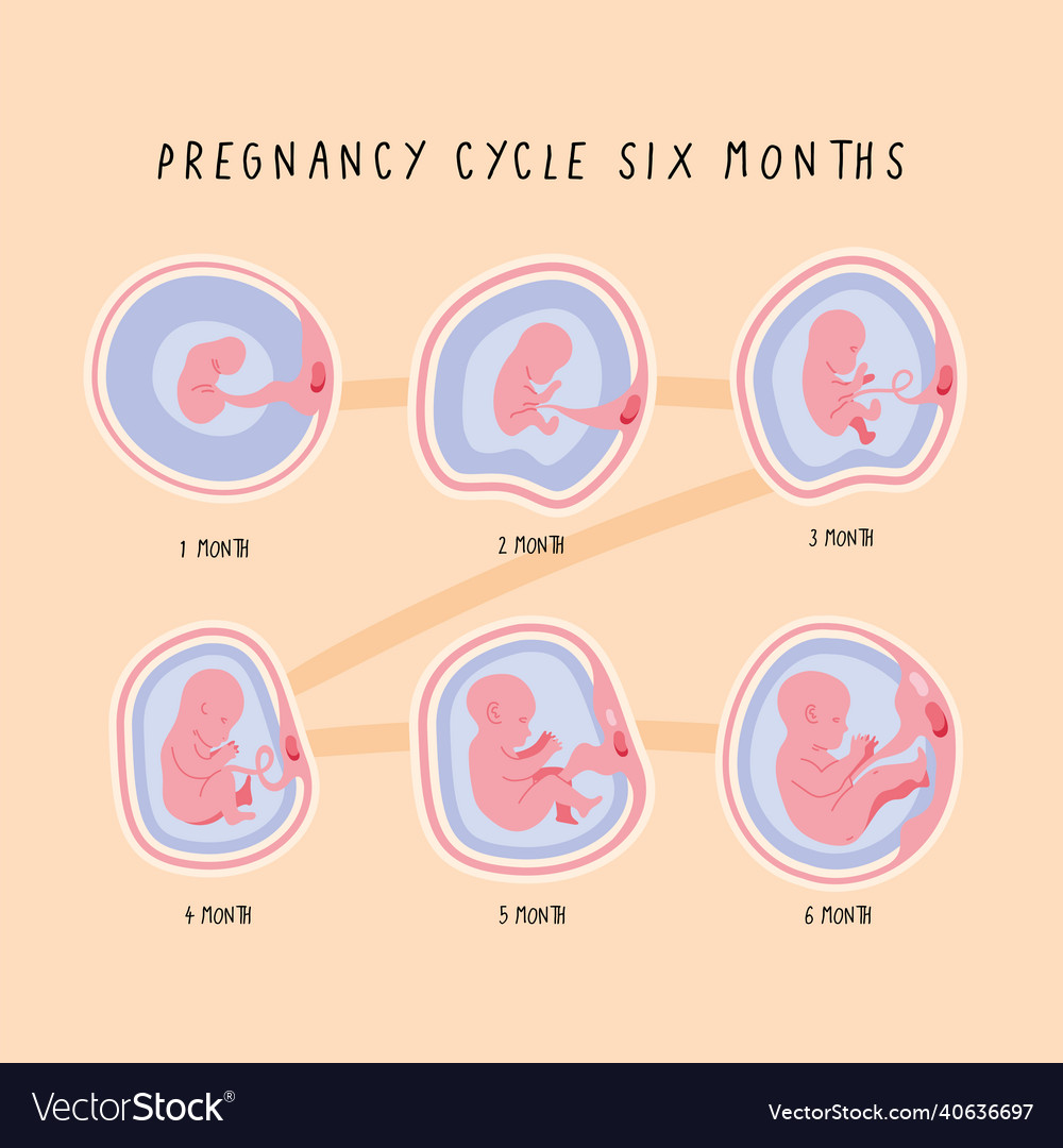 Embryo development cycle six Royalty Free Vector Image