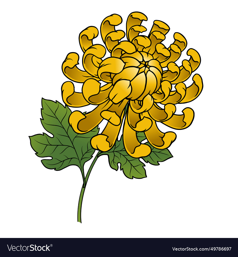 Hand drawn of yellow chrysanthemum flower Vector Image