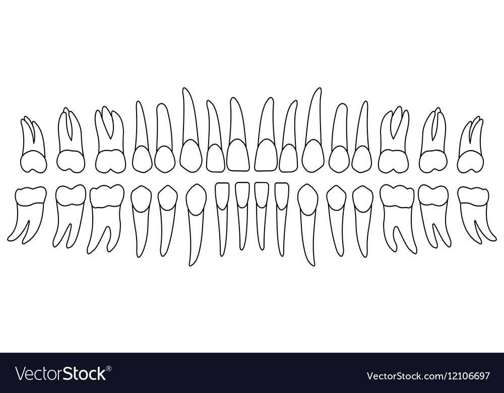 Set of human teeth Royalty Free Vector Image - VectorStock