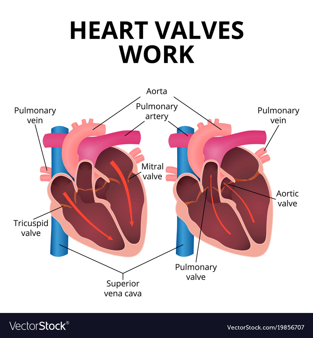 Anatomy of the human heart Royalty Free Vector Image