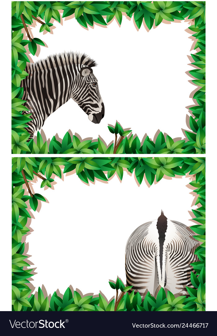 A set of zebra on nature frame