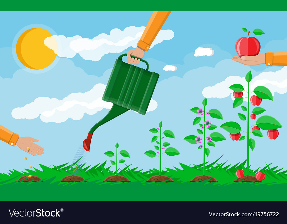 Growth Plant From Sprout To Fruit Royalty Free Vector Image