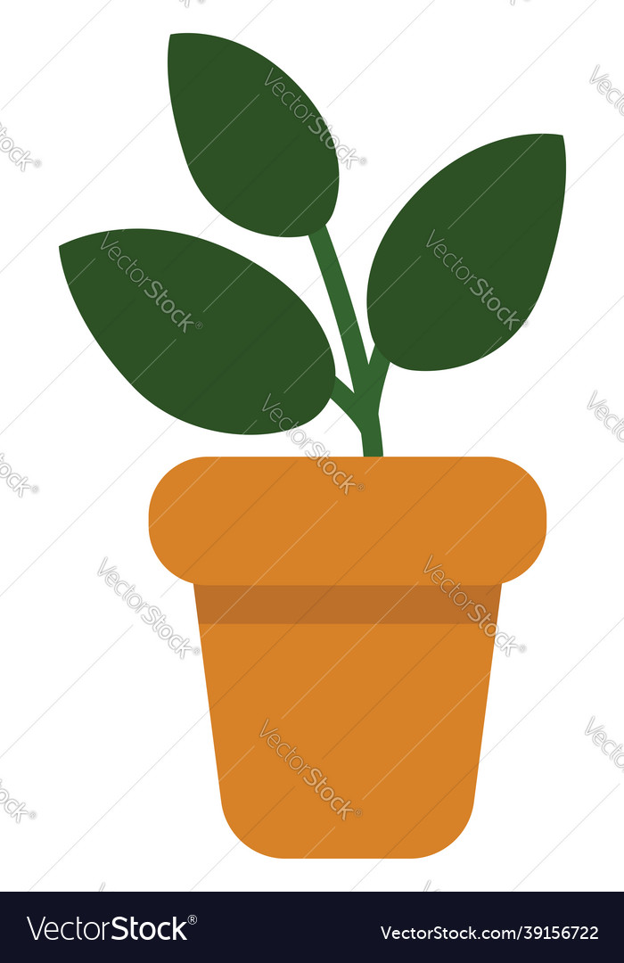 Rubber tree in a pot icon on white background Vector Image