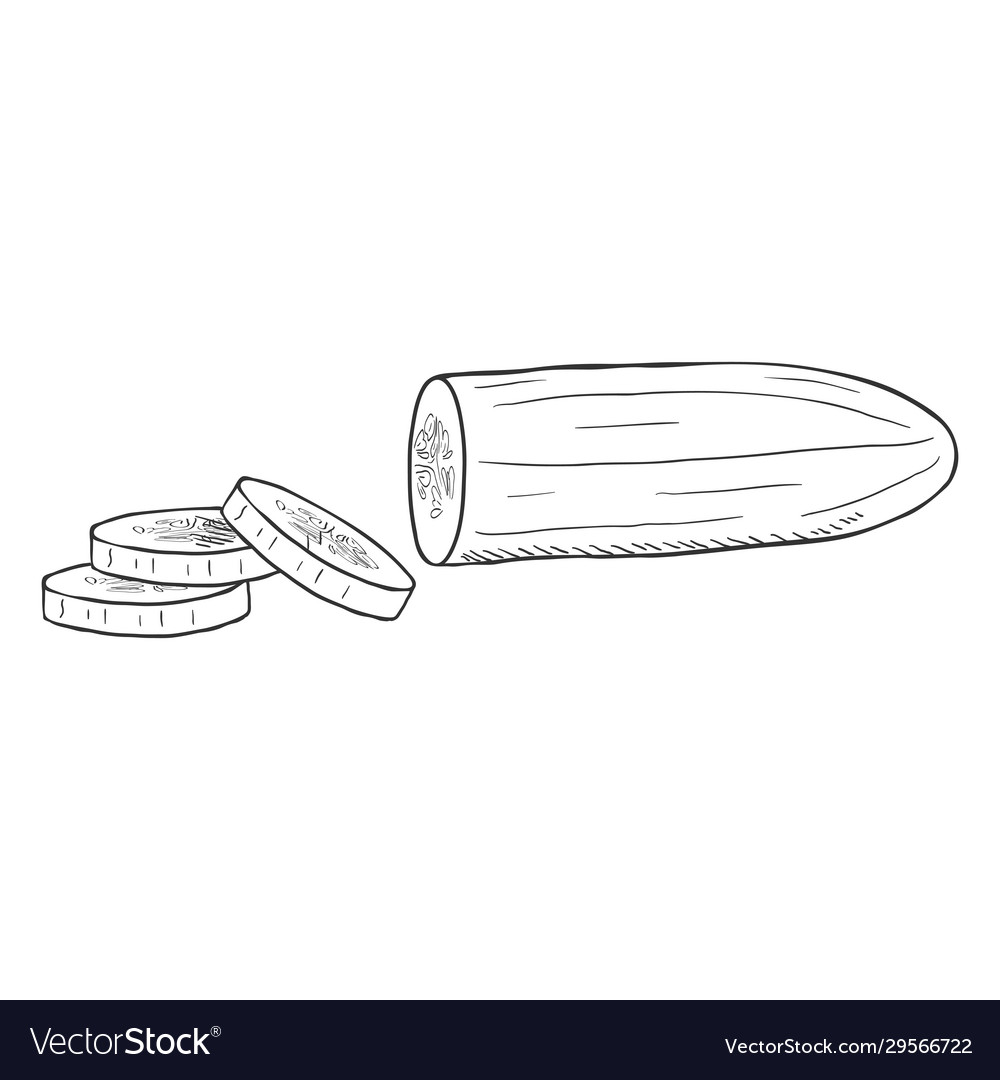 Sketch sliced cucumber Vector Image Sketch sliced cucumber