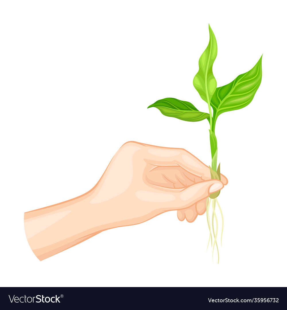 Hands holding young green shoot or sprout