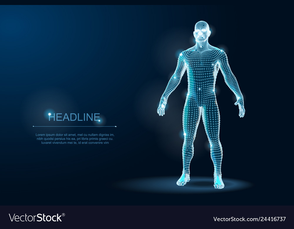  Human Body 3d Polygonal Wireframe Blueprint Vector Image