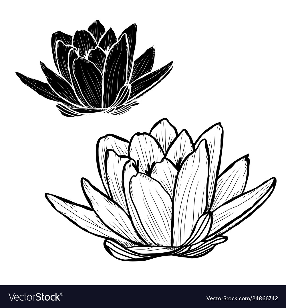 Handgezeichnete Blumendekoration vector image Handgezeichnete Blumendekoration