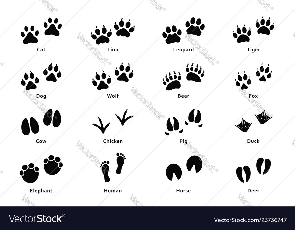 Animals footprints paw prints set different Vector Image
