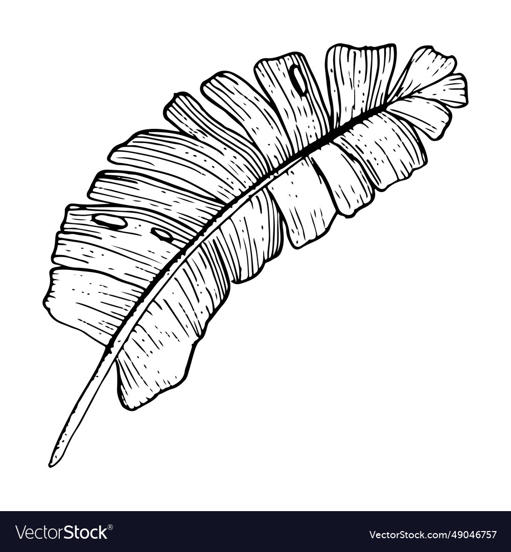 Tropical palm leaf hand drawn