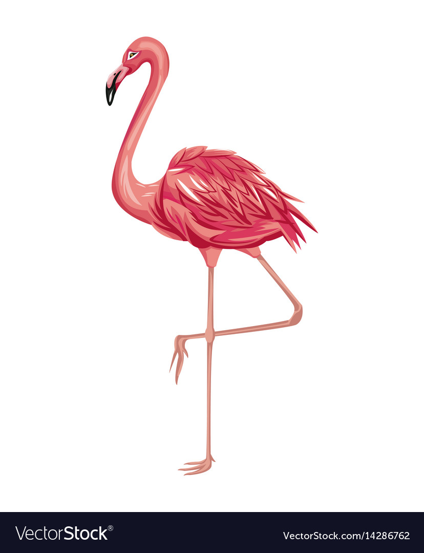 Flamingo exotic tropical bird